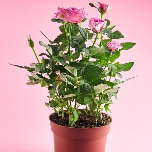 plant rose bush in pot Mini Indoor Rose Bushes for Sale