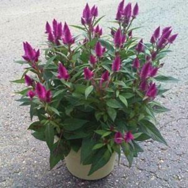 Intenz Dark Purple Celosia for Sale | Garden Goods Direct