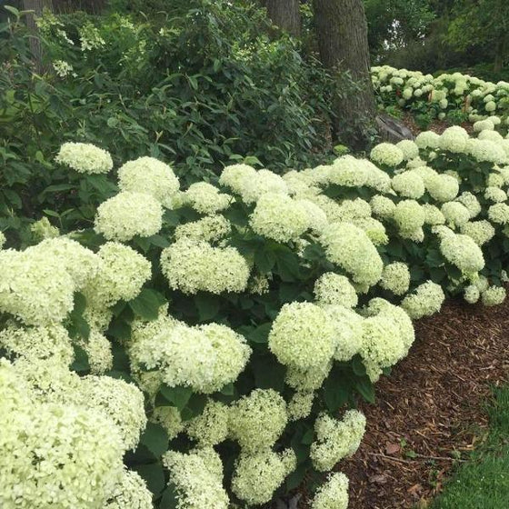 Limetta hydrangea shrubs lined up to create a long beautiful barrier shrub
