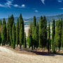 Italian cypress planted in mass, standing tall and sporting a bold green color