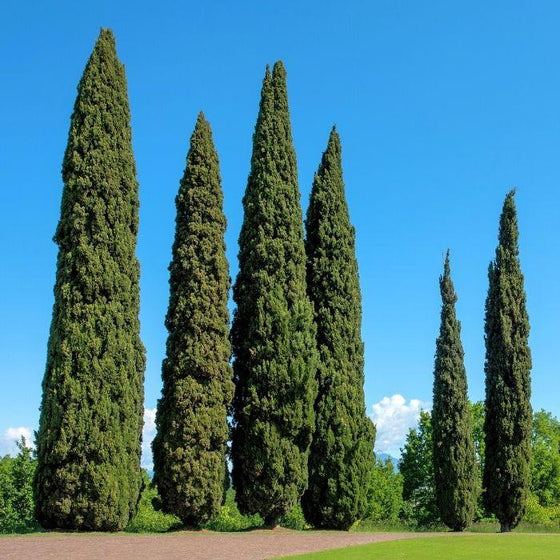 Narrow columnar growth habit of Italian Cypress tree in a sunny Mediterranean-style garden.