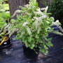 sweet white blooms of itea henrys garnet