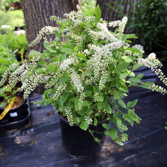 sweet white blooms of itea henrys garnet