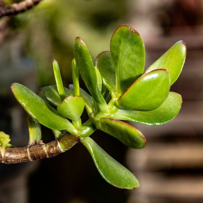 jade plants outside ASSORTED JADE 4in