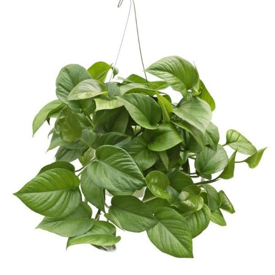 Jade Pothos in a hanging basket
