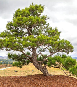Japanese Black Pine