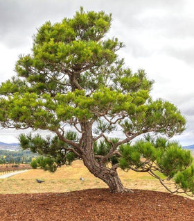 Japanese Black Pine