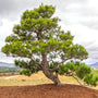 full grown mature Japanese Black Pine standing alone with vibrant evergreen foliage