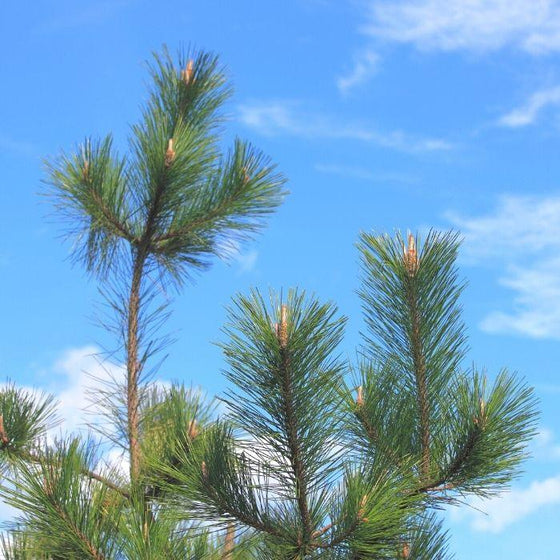 close look at the green pine needles on a Japanese black pine