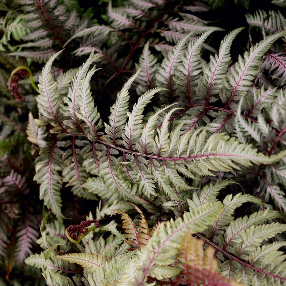 gorgeous foliage of the Japanese Painted Fern are a blue-green with silvery ends