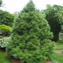 large cone shaped umbrella pine tree