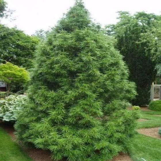 large cone shaped umbrella pine tree