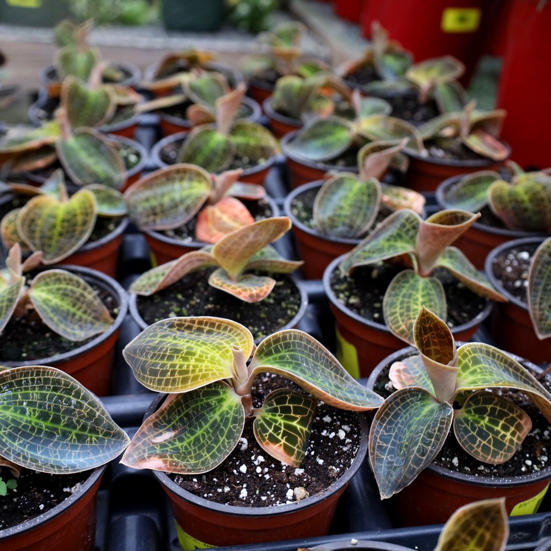 Jewel Orchid Gold Dust
