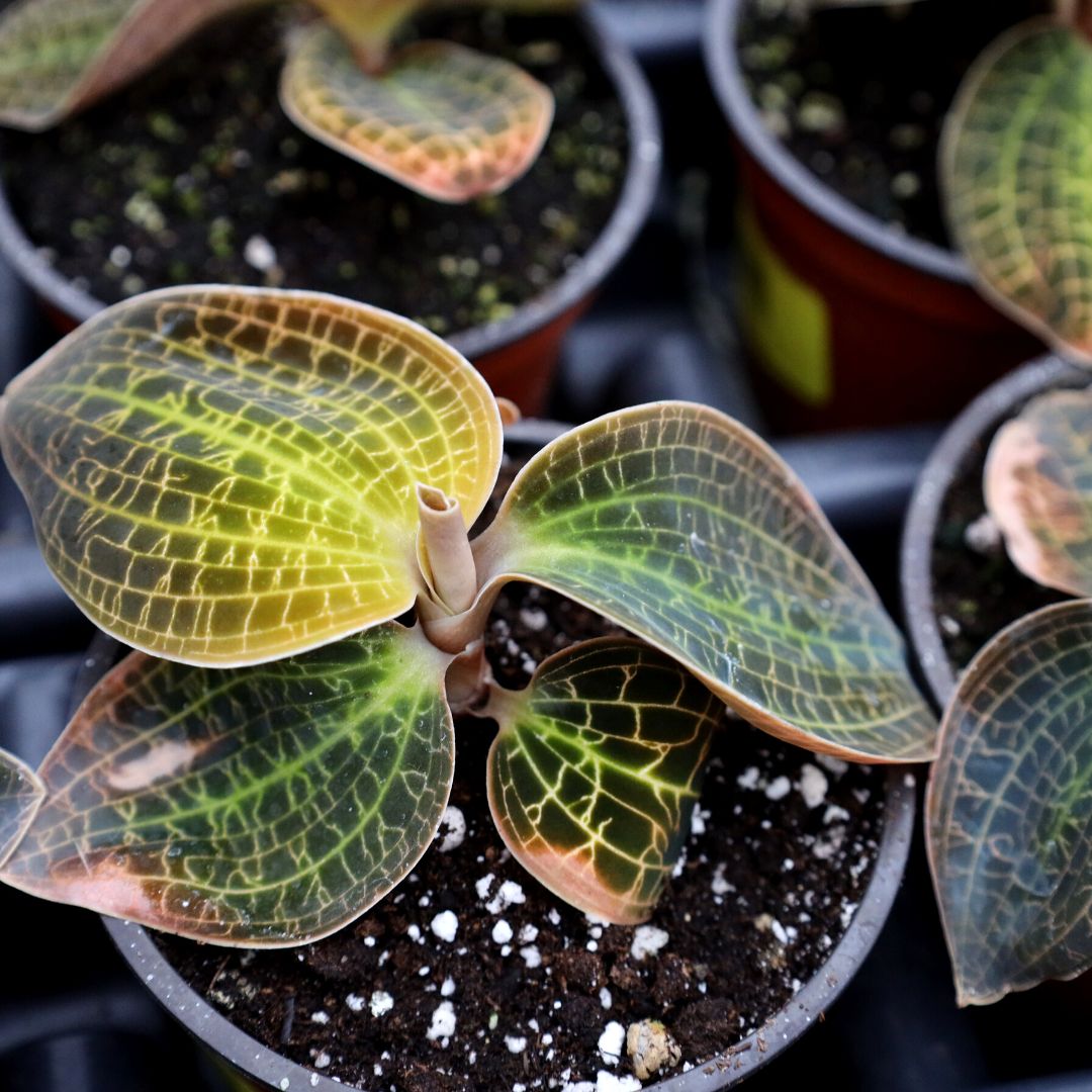 Jewel Orchid Gold Dust