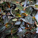 unique stripes on jewel orchid