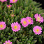 tiny purple to pink flowers on the flowers of the delosperma jewel of the desert rose