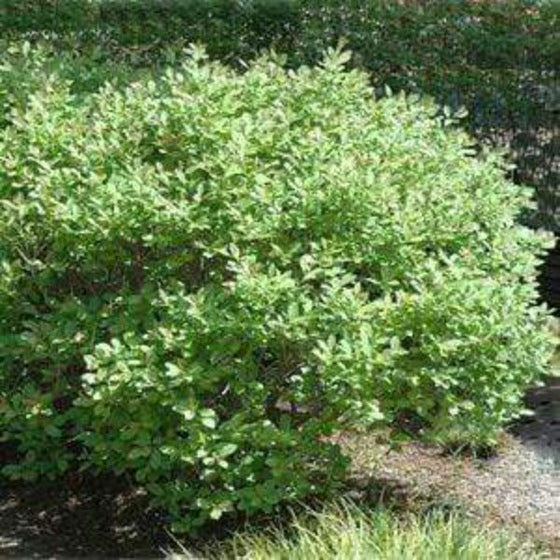 Jim dandy holly shrub with glistening foliage