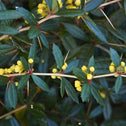 Close up of Julianae Barberry