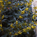 Julianae Barberry shrub