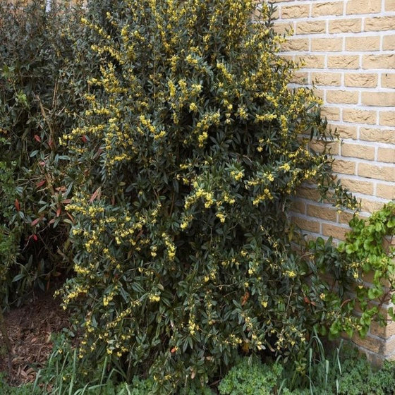 Julianae Barberry growing alongside building