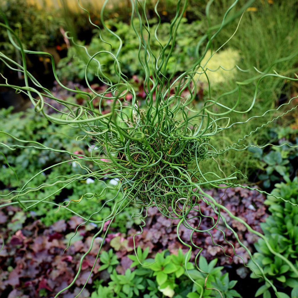 curly grass indoor plant Juncus Big Twister