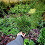 big twister perennial grass