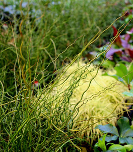 Juncus Big Twister