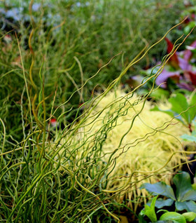 Juncus Big Twister