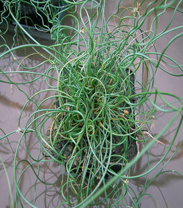 Juncus Spiralis
