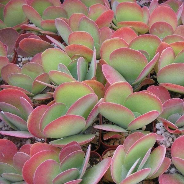 Kalanchoe Flapjack