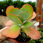 Close up of Kalanchoe Flapjack succulent with green leaves outlined in bright red