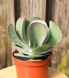 Kalanchoe Flapjack