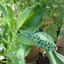 Mother of a Thousand foliage showing the baby plants bourne on the leaf edges