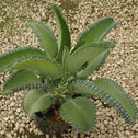 kalancho mother of thousands has leaves with baby plants on the edges