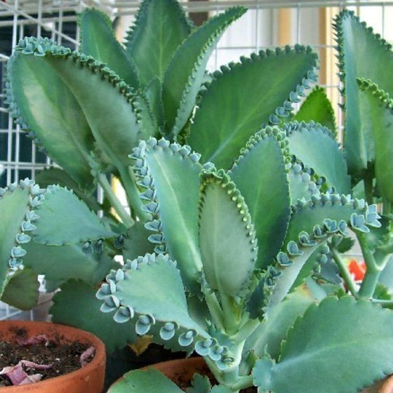 Kalanchow Mother of a Thousand has pleasing blue leaves