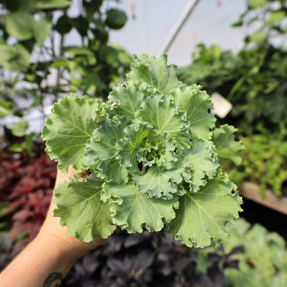 kamome white ornamental kale