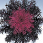 Peacock red Flowering Kale interesting fall annual