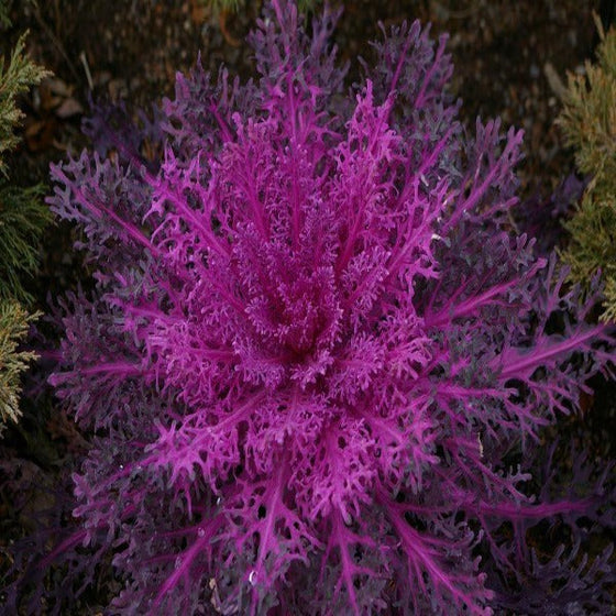 Peacock red Kale