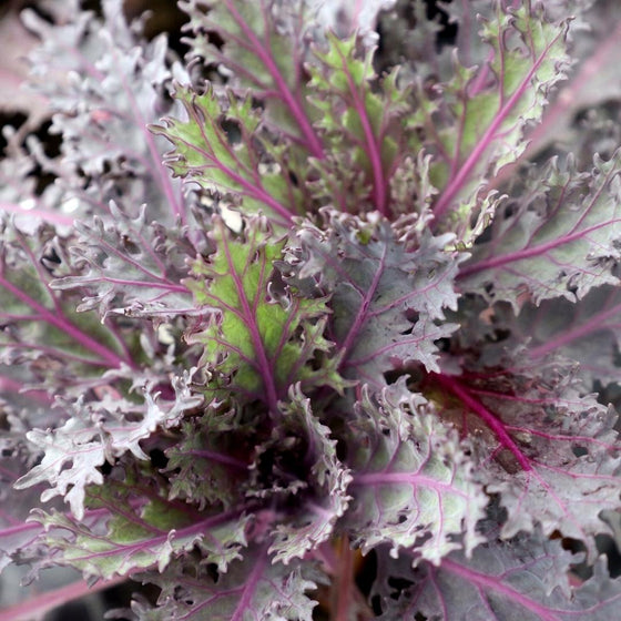 peacock red kale fall decor