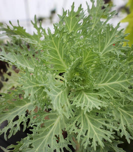 Kale Peacock White
