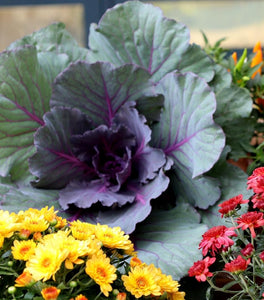 Kamome Red Kale