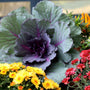 beautiful ornamental red kale in fall