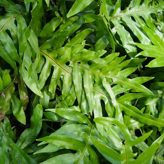Microsorum diversifolium green fronds close up