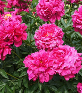 Kansas Peony
