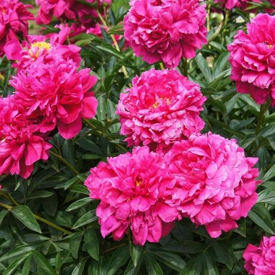 bush full of spring blooming kansas Peony