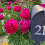 vibrant magenta blooms on kansas peony