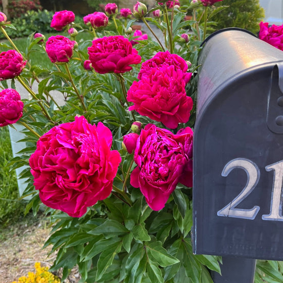 vibrant magenta blooms on kansas peony