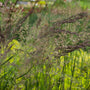 summer flowering ornamental grass