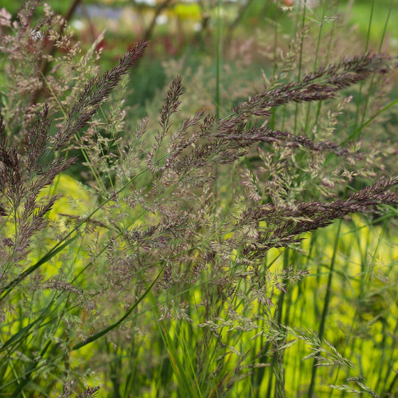 summer flowering ornamental grass