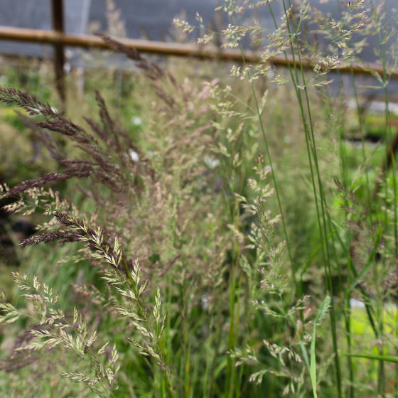 Calamagrostis x acutiflora Karl Foerster, Feather Reed Grass